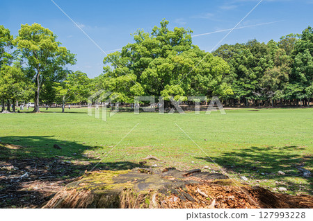 Large camphor tree and stump in Nara Park, Tobihino Garden Large camphor tree and stump in Nara Park, Tobihino Garden 127993228
