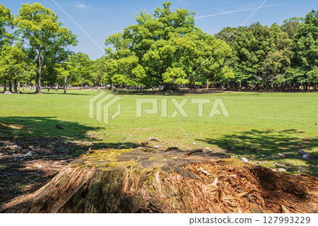 奈良公園、飛火野花園的大樟樹和樹樁 127993229