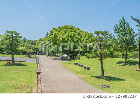 奈良公園春日野花園 127993237
