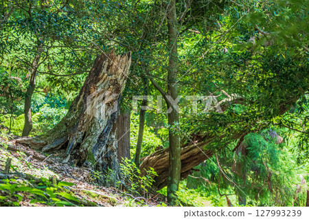 奈良公園的森林風光 奈良公園的森林風光 127993239