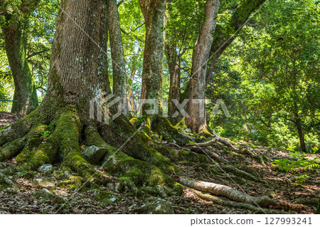 Forest scenery in Nara Park Forest scenery in Nara Park 127993241