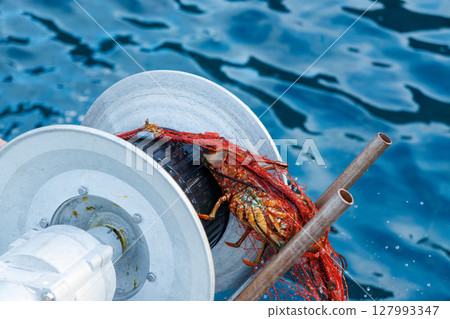 The main target, spiny lobster, was caught. I joined the boat for spiny lobster gill net fishing. Nakagi Hirizo Beach, Minamiizu-cho, Kamo-gun, Izu Peninsula 2024 127993347