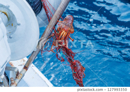 The main target, spiny lobster, was caught. I joined the boat for spiny lobster gill net fishing. Nakagi Hirizo Beach, Minamiizu-cho, Kamo-gun, Izu Peninsula 2024 127993350