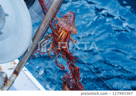 The main target, spiny lobster, was caught. I joined the boat for spiny lobster gill net fishing. Nakagi Hirizo Beach, Minamiizu-cho, Kamo-gun, Izu Peninsula 2024 The main target, spiny lobster, was caught. I joined the boat for spiny lobster gill net fishing. Nakagi Hirizo Beach, Minamiizu-cho, Kamo-gun, Izu Peninsula 2024 127993367