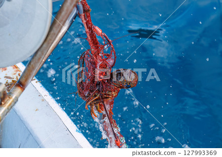 The main target, spiny lobster, was caught. I joined the boat for spiny lobster gill net fishing. Nakagi Hirizo Beach, Minamiizu-cho, Kamo-gun, Izu Peninsula 2024 The main target, spiny lobster, was caught. I joined the boat for spiny lobster gill net fishing. Nakagi Hirizo Beach, Minamiizu-cho, Kamo-gun, Izu Peninsula 2024 127993369