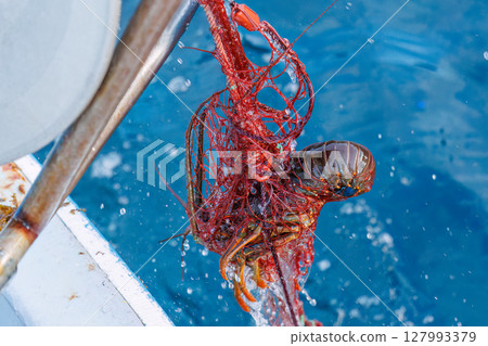 The main target, spiny lobster, was caught. I joined the boat for spiny lobster gill net fishing. Nakagi Hirizo Beach, Minamiizu-cho, Kamo-gun, Izu Peninsula 2024 127993379
