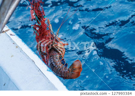 The main target, spiny lobster, was caught. I joined the boat for spiny lobster gill net fishing. Nakagi Hirizo Beach, Minamiizu-cho, Kamo-gun, Izu Peninsula 2024 127993384