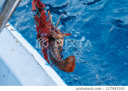 The main target, spiny lobster, was caught. I joined the boat for spiny lobster gill net fishing. Nakagi Hirizo Beach, Minamiizu-cho, Kamo-gun, Izu Peninsula 2024 127993385