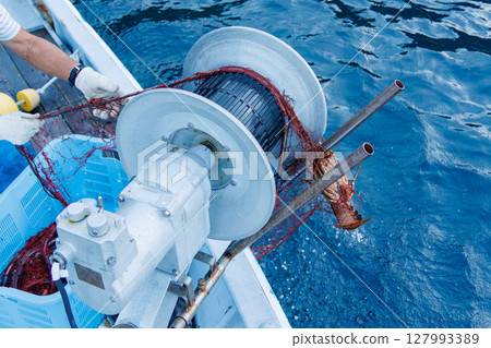 The main target, spiny lobster, was caught. I joined the boat for spiny lobster gill net fishing. Nakagi Hirizo Beach, Minamiizu-cho, Kamo-gun, Izu Peninsula 2024 127993389