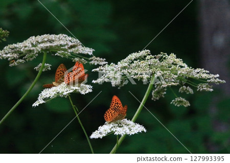 白色花朵：吸引綠豹蝴蝶的蕾絲花、六角水芹、六角水芹、蝴蝶 127993395