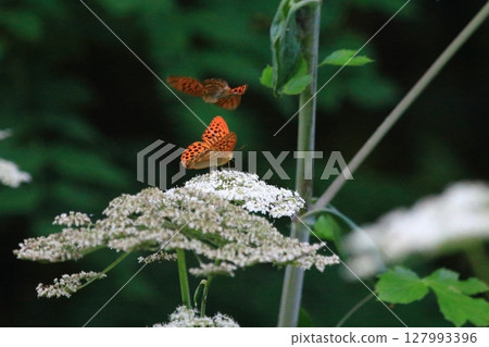 綠蠅，東方豹紋蝴蝶，聚集在白色的花朵上 127993396