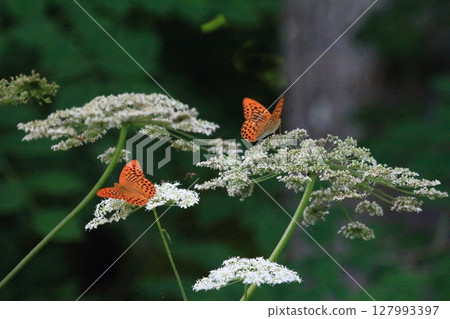 綠蠅，東方豹紋蝴蝶，聚集在白色的花朵上 127993397