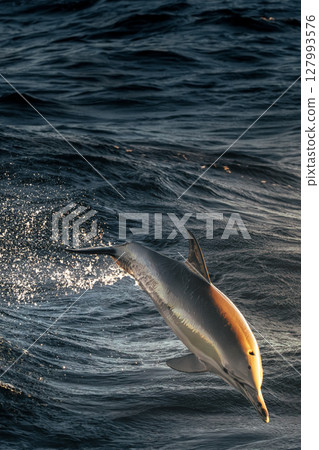 Spinner Dolphin at the Gold Coast 127993576