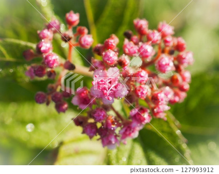 一朵心形繡線菊(20250629055133) 一朵心形繡線菊(20250629055133) 127993912