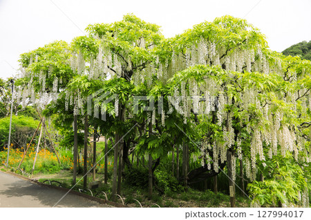 White wisteria trellis in full bloom White wisteria trellis in full bloom 127994017