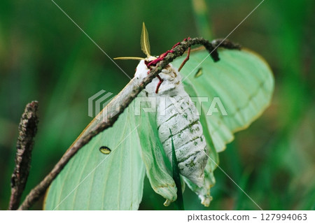 日本蛾，Ophiopogon moniliformes 127994063