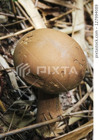 圓形蘑菇 圓形蘑菇 127994089