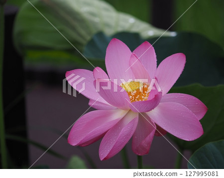 In the ancient lotus village 127995081