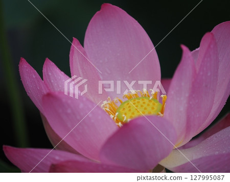 在古老的蓮花村 127995087