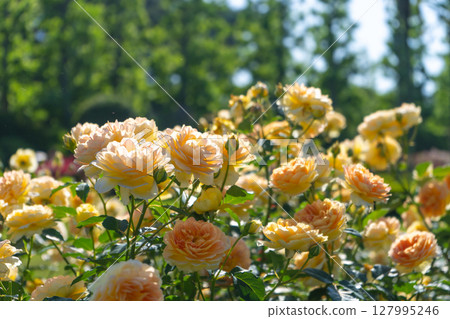 玫瑰花莫利紐克斯 玫瑰花莫利紐克斯 127995246