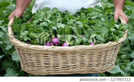 Freshly harvested radishes and greens in wicker basket 127995312