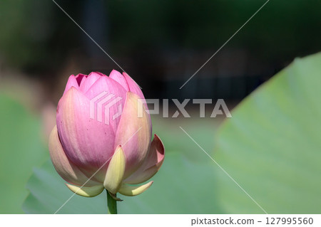 為初夏的清晨著色的純蓮花 為初夏的清晨著色的純蓮花 127995560