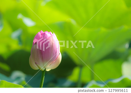 Pure lotus flowers that color the early morning of early summer 127995611