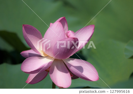 Pure lotus flowers that color the early morning of early summer Pure lotus flowers that color the early morning of early summer 127995616