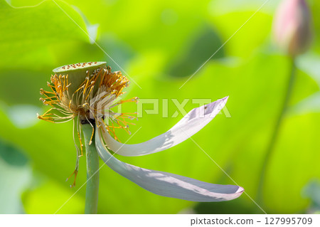 Pure lotus flowers that color the early morning of early summer Pure lotus flowers that color the early morning of early summer 127995709