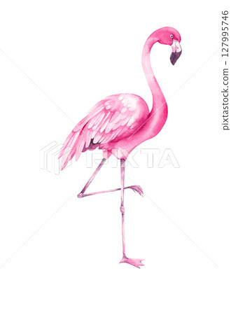 Tropical Summer Flamingo Illustration Collection 127995746
