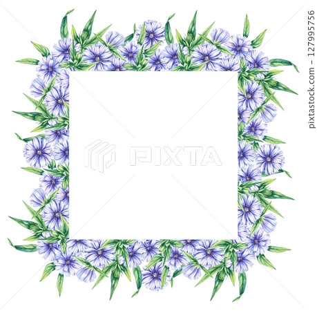 Chicory Watercolor Plant Collection Hand Drawn Chicory Watercolor Plant Collection Hand Drawn 127995756