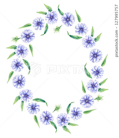 Chicory Watercolor Plant Collection Hand Drawn Chicory Watercolor Plant Collection Hand Drawn 127995757