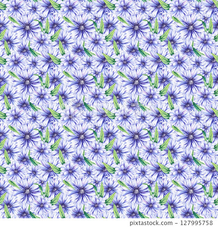 Chicory Watercolor Plant Collection Hand Drawn 127995758