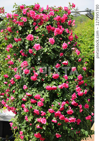 Pink roses blooming in the rose garden 127995780