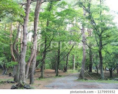 Yamanashi Prefecture Forest Bathing Lake Motosu Campsite June Yamanashi Prefecture Forest Bathing Lake Motosu Campsite June 127995932