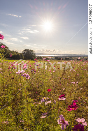 Sunlit cosmos at Inawashiro Herb Garden 127996067