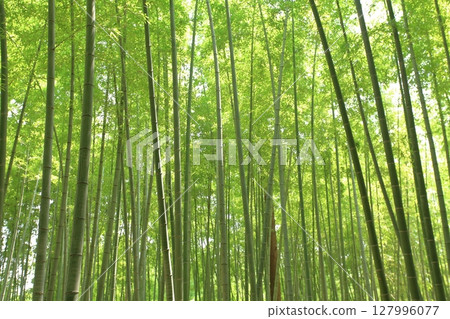 Bamboo grove Bamboo grove 127996077