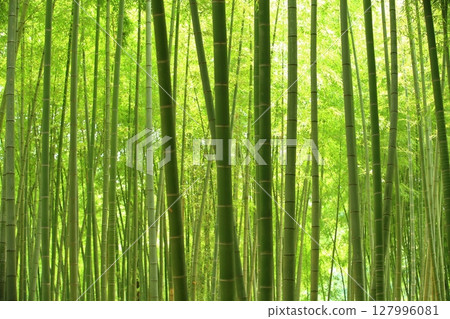 竹林 竹林 127996081