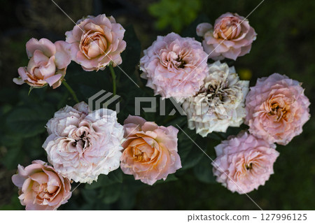 Wild Rose Flower In The Backyard, Background for advertising and wallpaper in nature and seasonal scenes. 127996125