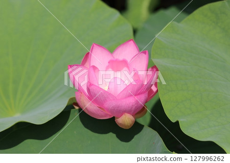 一朵蓮花從樹葉的陰影中探出頭來 127996262