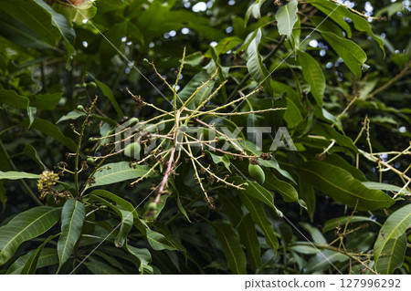 Mangoes Are Growing, Background for advertising and wallpaper in food and harvest scene. 127996292