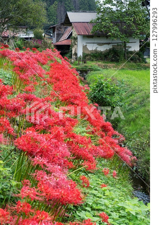 鄉村盛開的紅花海 鄉村盛開的紅花海 127996293