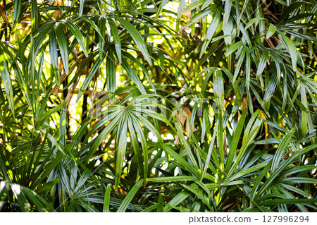 Palm Leaves Tree Outdoor Wall, Background for advertising and wallpaper in nature and summer scene. Palm Leaves Tree Outdoor Wall, Background for advertising and wallpaper in nature and summer scene. 127996294
