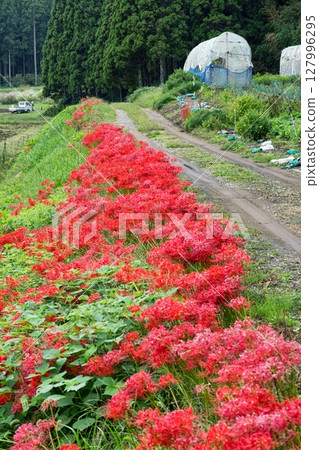 Scenery of red spider lilies blooming in the countryside 127996295