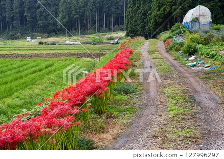 鄉村盛開的紅花海 鄉村盛開的紅花海 127996297