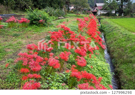 鄉村盛開的紅花海 鄉村盛開的紅花海 127996298