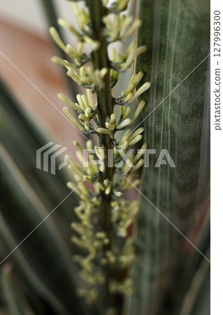 Close Up Snake Plant Or Mother In Law's Tongue Blooming, Background for advertising and wallpaper in nature and summer scene. Close Up Snake Plant Or Mother In Law's Tongue Blooming, Background for advertising and wallpaper in nature and summer scene. 127996300