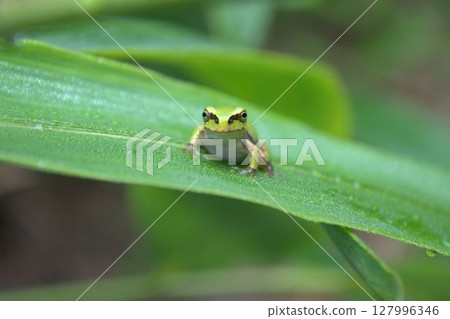 基於葉子的樹蛙 127996346