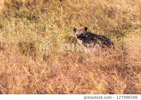 Hyena in the Serengeti 127996506