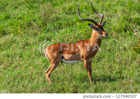 Impala in lake Nakuru Impala in lake Nakuru 127996507